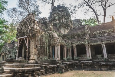 Büyük Banyan Ağacı Antik Angkor Wat Panorama Gündoğumu Asya 'yı harabeye çevirdi. Siem Reap, Kamboçya