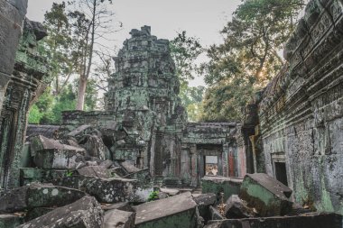 Büyük Banyan Ağacı Antik Angkor Wat Panorama Gündoğumu Asya 'yı harabeye çevirdi. Siem Reap, Kamboçya