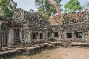 Kamboçya Angkor Wat Ta Prohm Tapınağı Yağmacısı Ağaç Kalıntıları