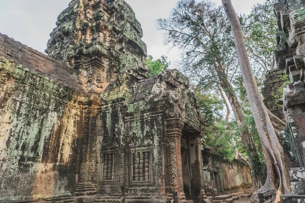 Cambodia Angkor Wat Ta Prohm le Tomb Raider Tree Roots Ruins — стоковое фото