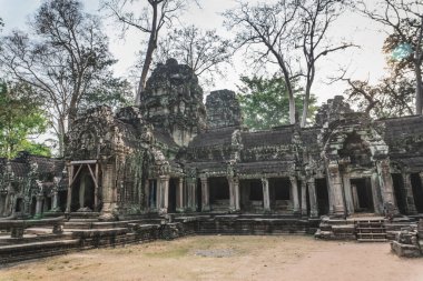 Kamboçya Angkor Wat Ta Prohm Tapınağı Yağmacısı Ağaç Kalıntıları