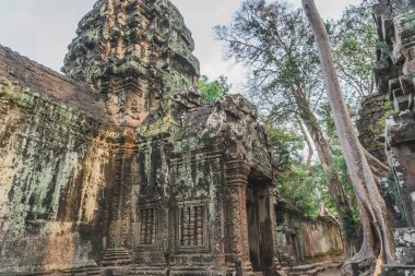 Kamboçya Angkor Wat Ta Prohm Tapınağı Yağmacısı Ağaç Kalıntıları