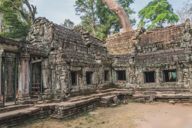 Kamboçya Angkor Wat Ta Prohm Tapınağı Yağmacısı Ağaç Kalıntıları
