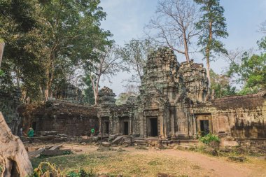 Büyük Banyan Ağacı Antik Angkor Wat Panorama Gündoğumu Asya 'yı harabeye çevirdi. Siem Reap, Kamboçya