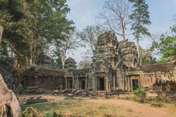 Riesige Banyan Tree Ancient Angkor Wat Ruinen Panorama Sunrise Asia. Siem Reap, Kambodscha — Stockfoto
