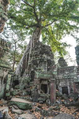 Kamboçya Angkor Wat Ta Prohm Tapınağı Yağmacısı Ağaç Kalıntıları