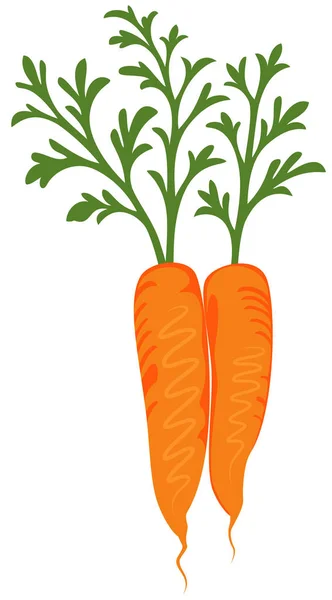 Carrots with leaves vector illustration — Stock Vector