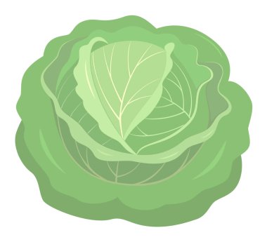 izole lahana vektör çizim