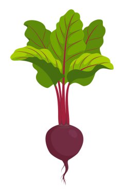 izole pancar vektör çizim