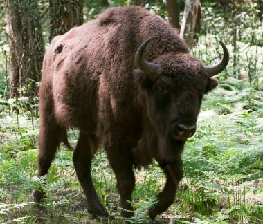 Avrupa bizonu saldırıları.