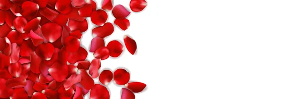 Pétalos de rosa rojos aislados sobre fondo blanco con lugar para tu texto. Banderas de San Valentín . — Vector de stock