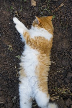 Kırmızı kedi uyku açık