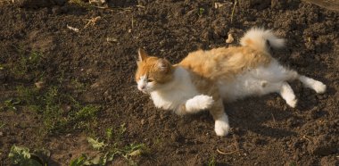 Güzel kedi açık kırmızı