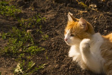 Güzel kedi açık kırmızı