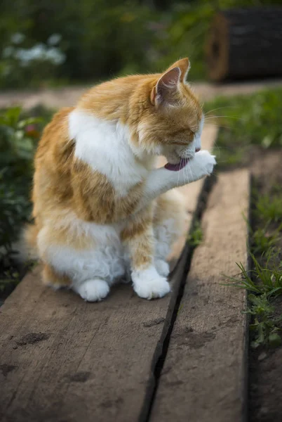 Red nice cat outdoor — Stock Photo, Image