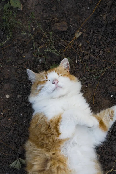 Feliz sono gato vermelho ao ar livre — Fotografia de Stock