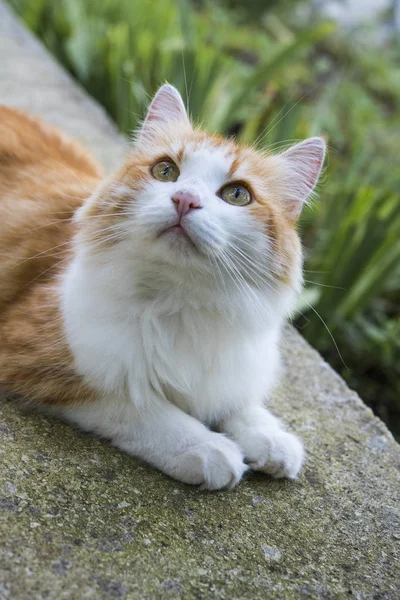 Ritratto di gatto rosso all'aperto — Foto Stock