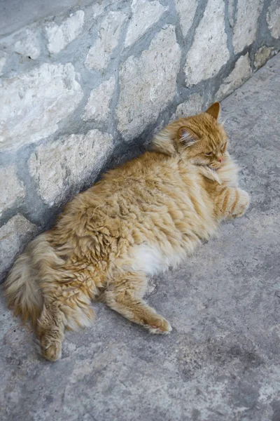 Şişman kedi sokakta portresi — Stok fotoğraf