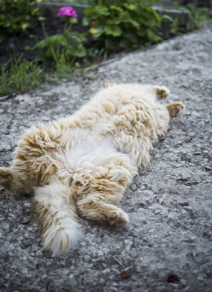 Ritratto del gatto grasso in strada — Foto Stock