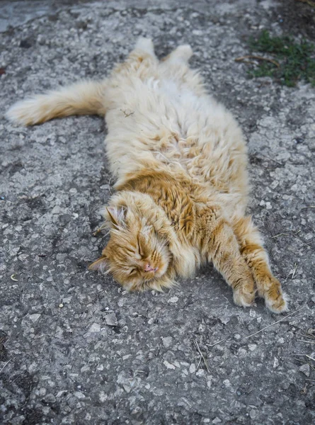 Ritratto del gatto grasso in strada — Foto Stock