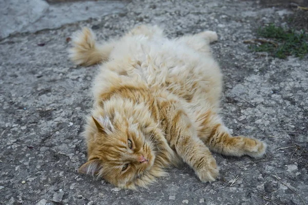 Ritratto del gatto grasso in strada — Foto Stock