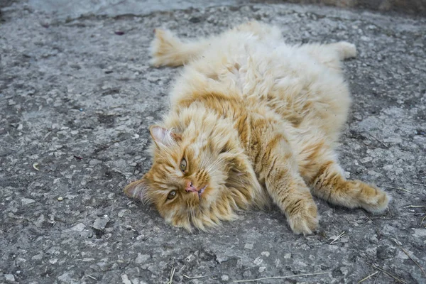 Portrait of the fat cat in the street — Stock Photo, Image