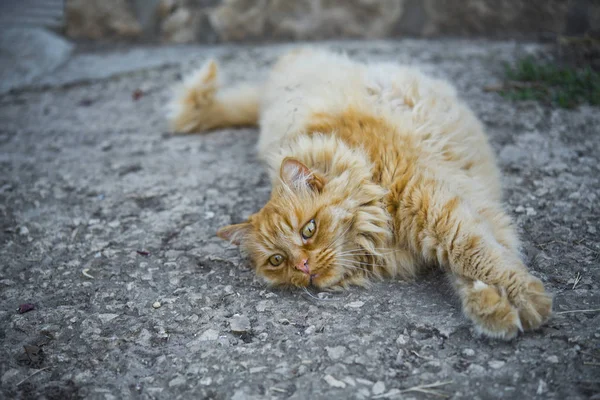 Ritratto del gatto grasso in strada — Foto Stock