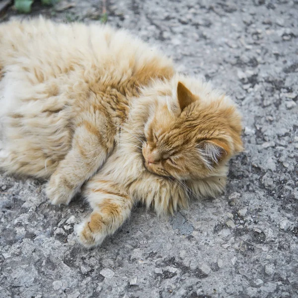 Retrato do gato gordo na rua — Fotografia de Stock