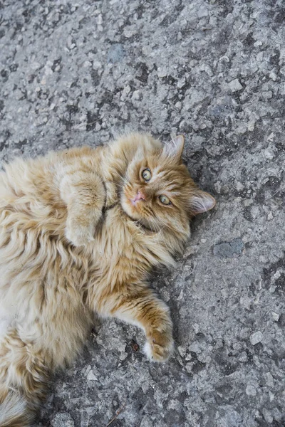 Ritratto del gatto grasso in strada — Foto Stock
