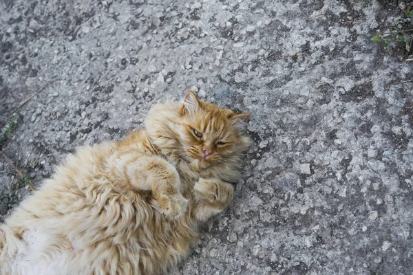 通りのデブ猫の肖像画 — ストック写真