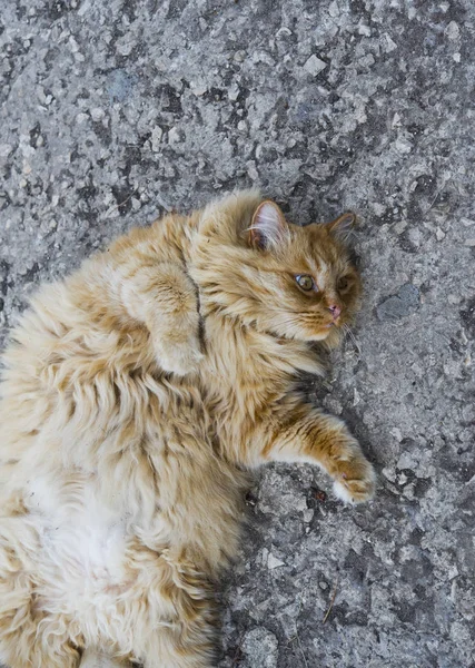 सड़क में मोटी बिल्ली का चित्र — स्टॉक फ़ोटो, इमेज