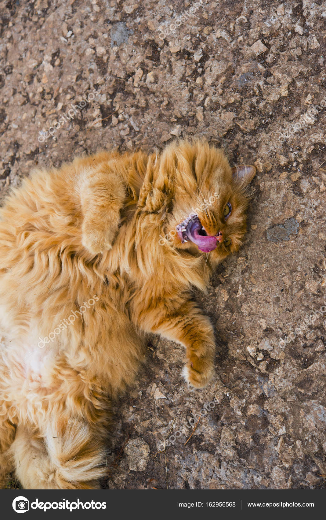 Red Fat Cat Lies On The Ground Stock Photo C Tashechka 162956568