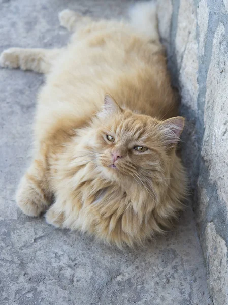 Gato gordo vermelho jaz no chão — Fotografia de Stock