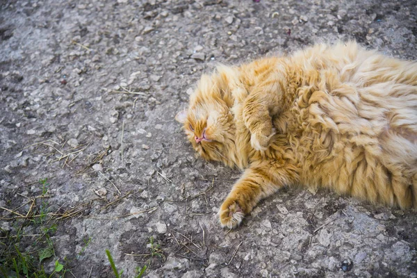 zemin üzerinde kırmızı şişman kedi yalan