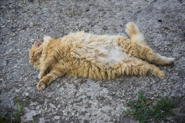 Gato gordo vermelho jaz no chão — Fotografia de Stock