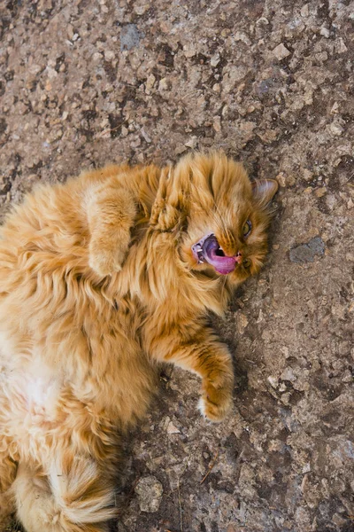 zemin üzerinde kırmızı şişman kedi yalan