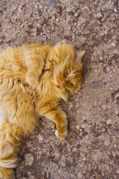 Gatto grasso rosso giace a terra — Foto Stock