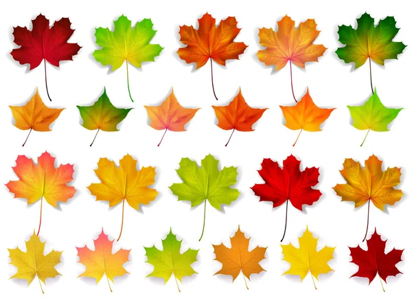 Kleurrijke set met Herfstbladeren, vectorillustratie — Stockvector