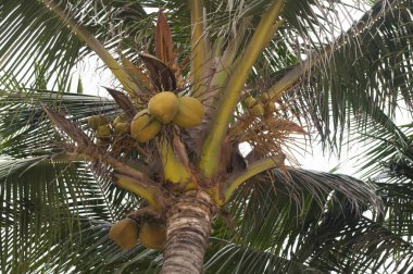 Hindistan cevizi palmiyesi