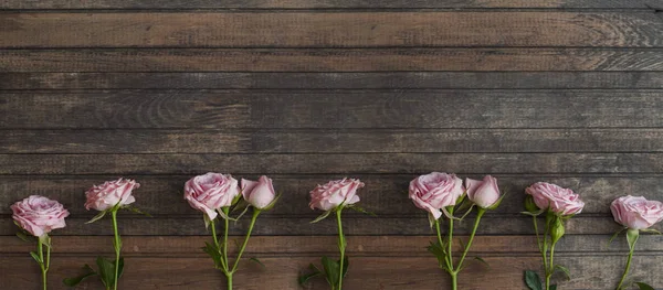 Pembe çiçek açan güller — Stok fotoğraf
