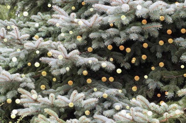 クリスマスのモミの木のテクスチャ — ストック写真