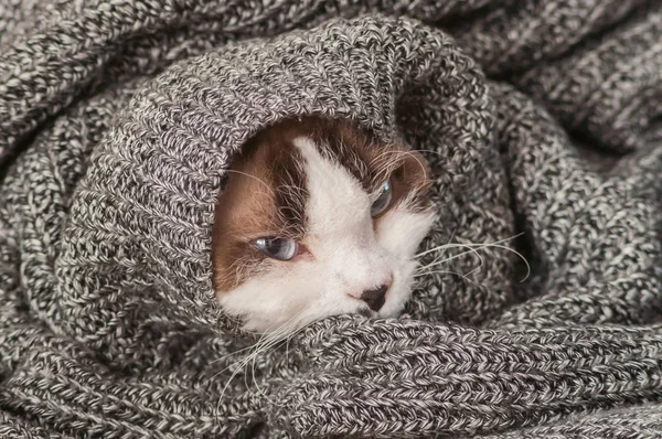 Сонная кошка, завернутая в теплое одеяло — стоковое фото