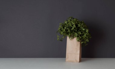 Green plant in craft paper bag
