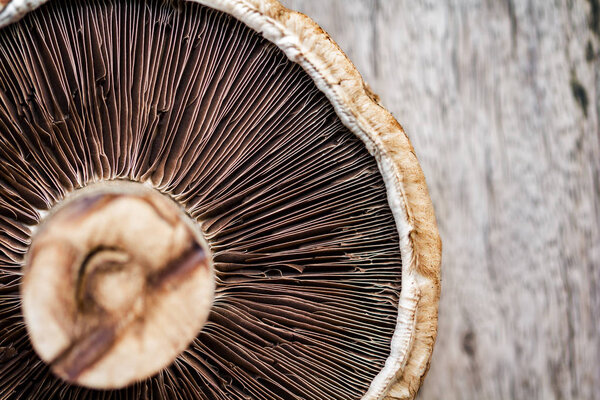 Fresh Portobello Mushroom on wooden board