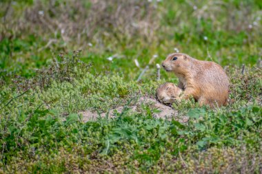 Devils Tower 'daki Çayır Köpekleri Ulusal Anıtı, Wyoming