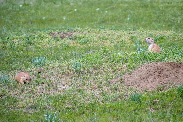 Prairie Dogs in Devils Tower National Monument, Wyoming