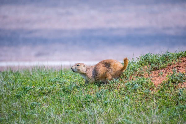 Prairie Dogs in Devils Tower Εθνικό Μνημείο, Γουαϊόμινγκ — Φωτογραφία Αρχείου