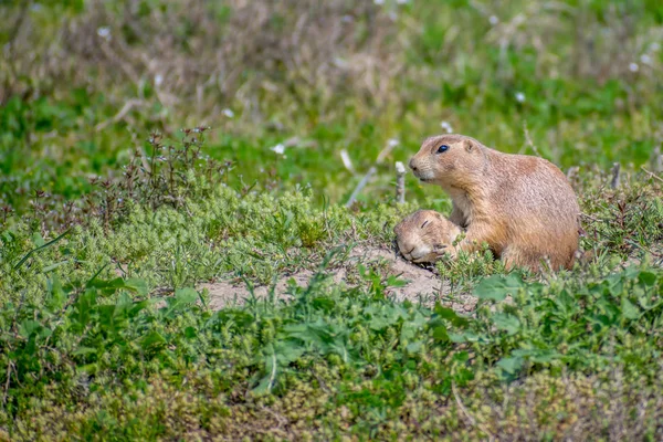 Prairie Dogs in Devils Tower National Monument, Wyoming