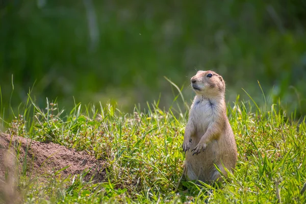 Prairie Dogs in Devils Tower National Monument, Wyoming — Stock Photo, Image