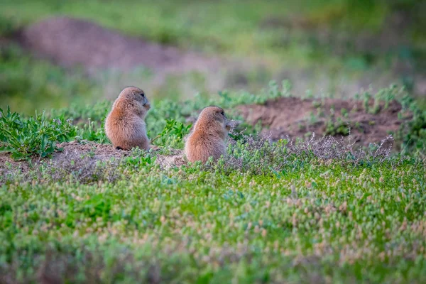 Prairie Dogs in Devils Tower National Monument, Wyoming — Stock fotografie